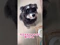 今日も超絶可愛いマナちゃん 可愛い dog ミニチュアシュナウザー 犬のいる生活 シュナ シュナウザー 癒し ミニシュナ わんこ わんわん