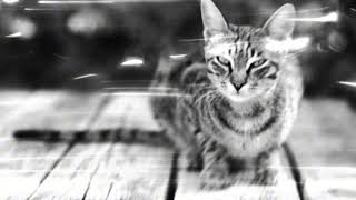 Lost Cat Returned Subliminal —Attract Your Cat Back Home Fast