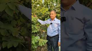 Rtd.ASP గారి సీతాఫలం తోట #eskurifarms #trending #farming #custardapple #nmk1