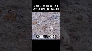 산에서 늑대들을 만난 양치기 개의 놀라운 최후