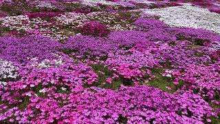 三島さん家の芝桜庭園