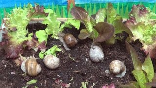 Schnecken, Schnecken, Weinbergschnecken