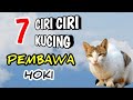 Ciri-ciri kucing pembawa rezeki || kucing bawa hoki