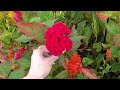 celosia chief mix review november 2022 celosia crested cut flower variety