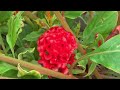 celosia chief mix review november 2022 celosia crested cut flower variety