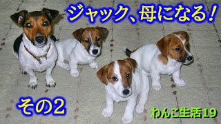 ジャック､母になる！ その２【 わんこ生活19】（ Jack Russell ） (2008-2009年)　出産 Puppy