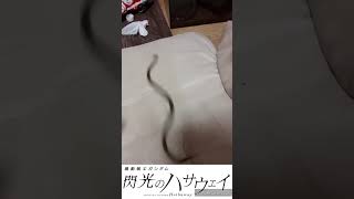 汚部屋布団から抜け出せないヒバカリ#閃ハサ#へび#ひばかり