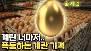 아무도 모른다는 계란값 상승 이유