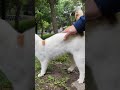 犬みたいな猫が駆け寄ってきた