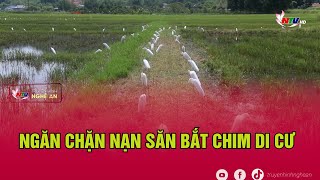 Ngăn chặn nạn săn bắt chim di cư