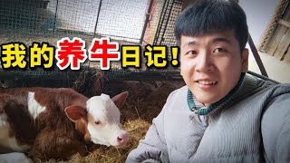 辞职回村创业，投资50000元带大家沉浸式体验，我的养牛生活！