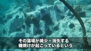 【宮城県】生態系を脅かしかねない増え過ぎた宮城県・志津川湾のウニ｜ソーシャルイノベーションニュース