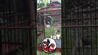 Playtube Pk Ultimate Video Sharing Website