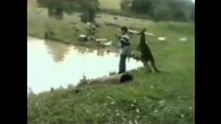 Kangaroo kicks man into water