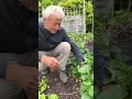 strawberry plants in summer cut stems to the ground