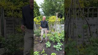 Strawberry plants in summer, cut stems to the ground