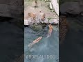 طريقة إجبار النمور على الإستحمام 🐅 😂 how to force tigers to make bath