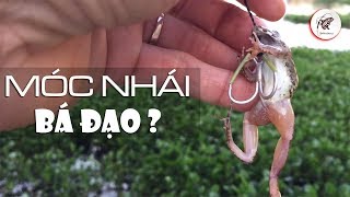 How To Make An Awesome Fishing Bait Using Small Frog? Snakehead Hunting