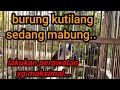 KUTILANG MABUNG..! LAKUKAN PERAWATAN YG MAKSIMAL,@ATOK MINA