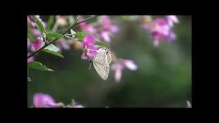 ウラナミシジミ Long-tailed Blue  2013