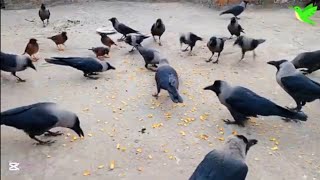 Incredible and Loud Crows Sounds | Birds Sounds | Crows Planet