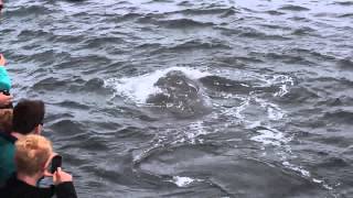 5/26/14: An Incredible Close Encounter With Humpback Whales