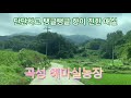 수도도 전기도 닿지 않는 해발400m 동악산중턱 단단하고 탱글탱글 향이 진한 곡성 해마실농장 매실 소개