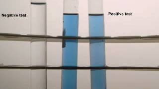 DNA Analyst Training : Bio Screening : Saliva