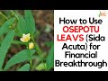 How to Use OSEPOTU LEAVS (Sida Acuta) for Financial Breakthrough