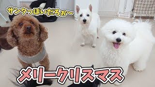 ひみつきちのメリークリスマス🎄 🐶ひみつきちなう！①🐶  (ウェスティ ビションフリーゼ チワワ トイプードル シェルティ) 2019年12月25日