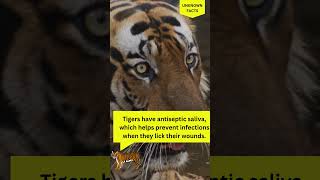 🐅 Shocking Tiger Facts You NEVER Knew! 😱🔥 #Shorts