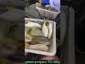 frozen golden pompano size 700 800g from china.