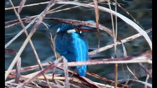 カワセミ調布地区お母さん 2025 01 13 #カワセミ #野鳥 #birds #wildlife #nature #自然観察ぶらり散歩