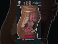 17 Seconds of Amazement: Witness the Incredible Fetal Developmentin the Womb.💞