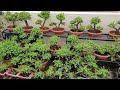 jade plant पर बारिश के मौसम में क्या करना सही रहेगा jade plant care tips