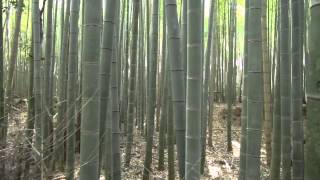 Kyoto Sagano Bamboo forest【京都・嵯峨野の竹林】