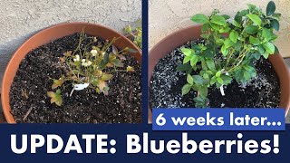 UPDATE: Blueberries!