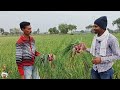 pyaj ki kheti kab aur kaise karen onion farming प्याज की खेती की पूरी जानकारी farmingतकनीक