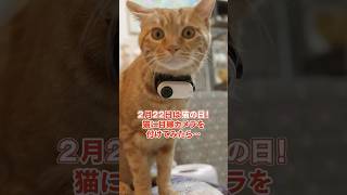 猫ちゃん目線の可愛すぎる 1 日🐈