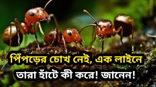 পিঁপড়ের চোখ নেই, এক লাইনে তারা হাঁটে কি করে! জানলে অবাক হবেন! Amazing Facts About Ant in Bangla