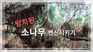 방치된 소나무 전정 #32사계전정학교