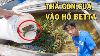 Thử thả Con Cua Biển vào hồ Betta xem phản ứng ông chủ trại cá như thế nào