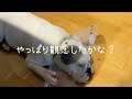 【ブルドッグの子犬】初めてのエリザベスカラー