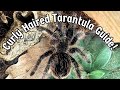 Curly Hair Tarantula Care Guide | Tliltocatl albopilosus Tarantula Tips | Spooderpods