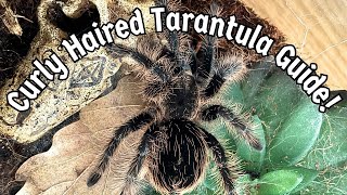 Curly Hair Tarantula Care Guide | Tliltocatl albopilosus Tarantula Tips | Spooderpods