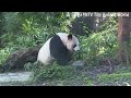 團團閉著眼睛吐舌頭，模樣超可愛 熊貓貓熊the giant panda yuan yuan and yuan bao 台北市立動物園