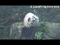 團團閉著眼睛吐舌頭，模樣超可愛 熊貓貓熊the giant panda yuan yuan and yuan bao 台北市立動物園