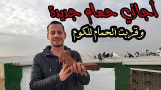 اجاني طيور جديدة على السطح والحمام قربت على الكوم وشو صيد اليوم