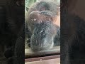 チンパンジーのサクラ♀さん 福岡市動物園 福岡市動植物園 癒し フリーbgm zoo animals チンパンジー shorts