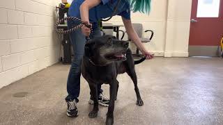 Nevada Humane Society behind the scenes - dog behavior analysis